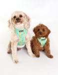 Pups Brunch Club Harness